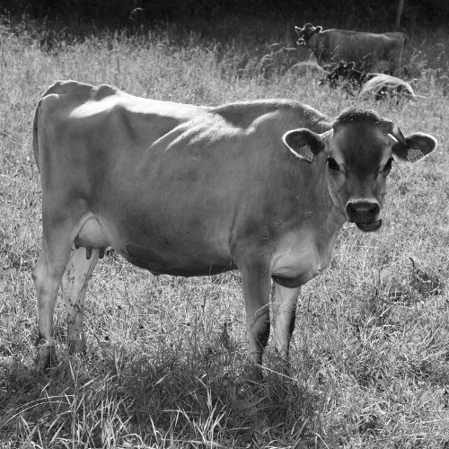 La reproduction en animation